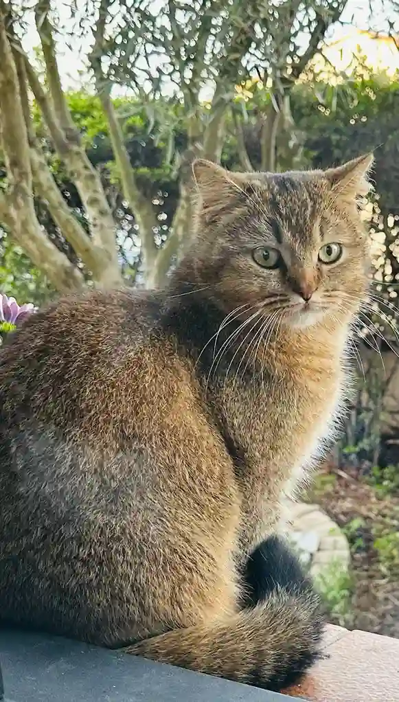 Chat Perdu 30 Gard - Minou Chat Perdu 30 Gard - Minou