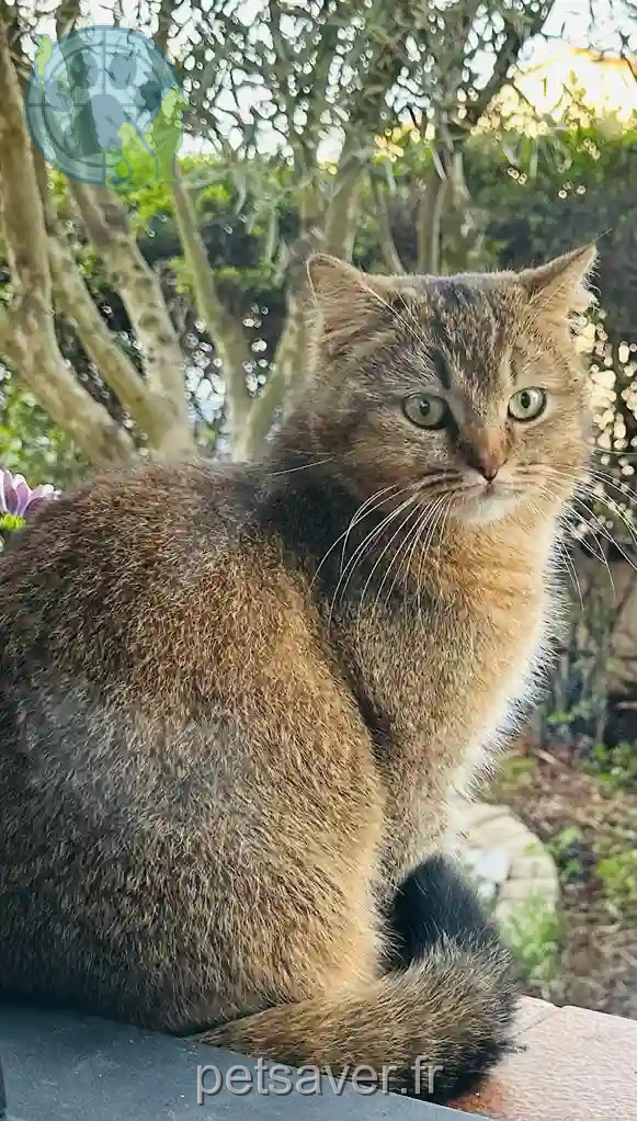 Chat Perdu 30 Gard - Minou Chat Perdu 30 Gard - Minou