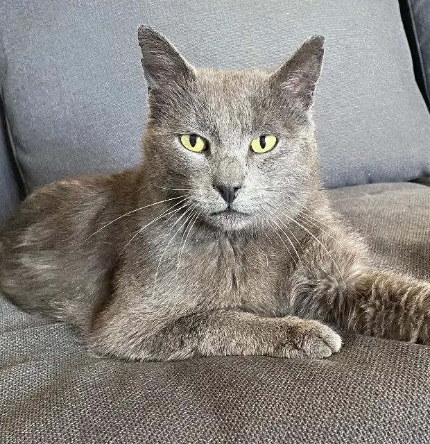 chat lost   30126 Tavel Minoucha