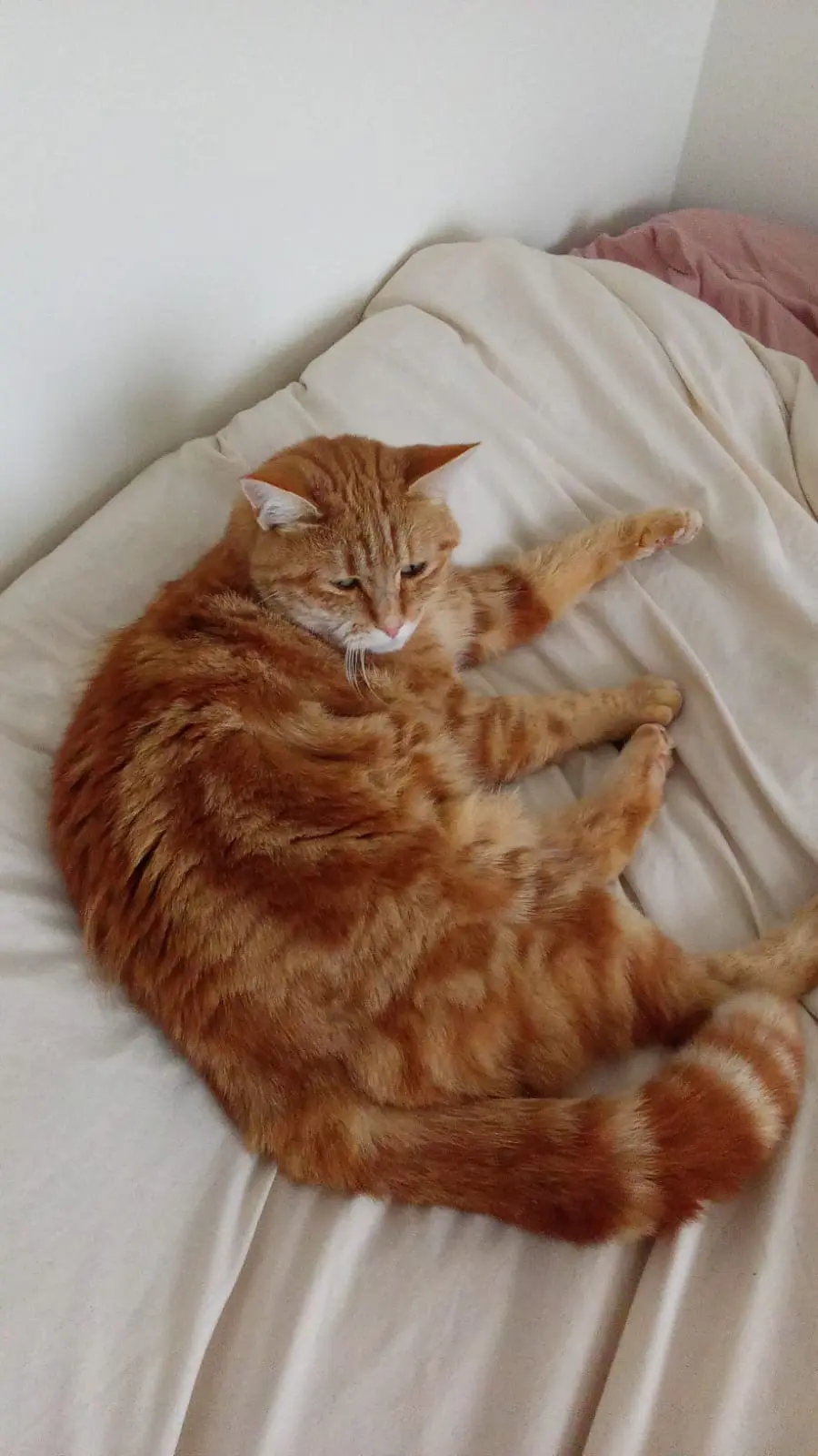 Chat Perdu 30 Gard - Mirou Chat Perdu 30 Gard - Mirou