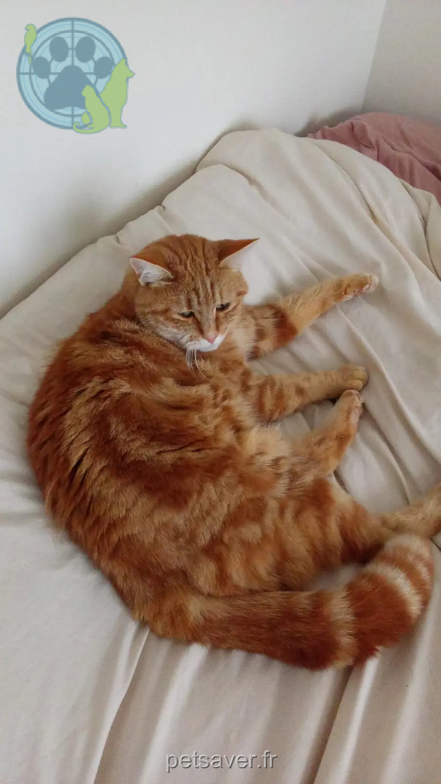 Chat Perdu 30 Gard - Mirou Chat Perdu 30 Gard - Mirou