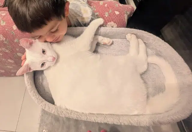 chat lost   30121 Mus Monoco