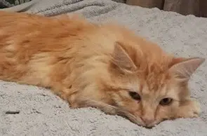 chat lost   30700 Montaren-et-Saint-Médiers Apollon