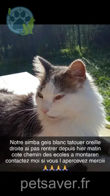 chat lost   30700 Montaren-et-Saint-Médiers Simba