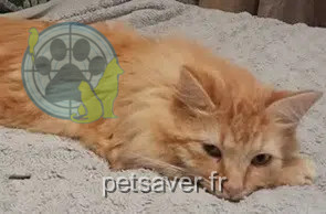 chat lost   30700 Montaren-et-Saint-Médiers Apollon