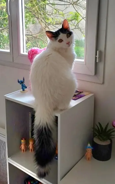 chat lost   30190 Sainte-Anastasie Mowgli