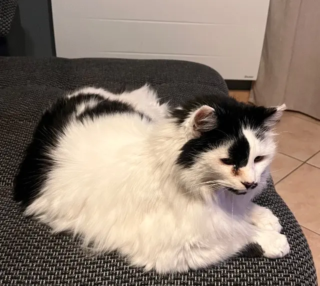 chat lost   30540 Milhaud Mozart