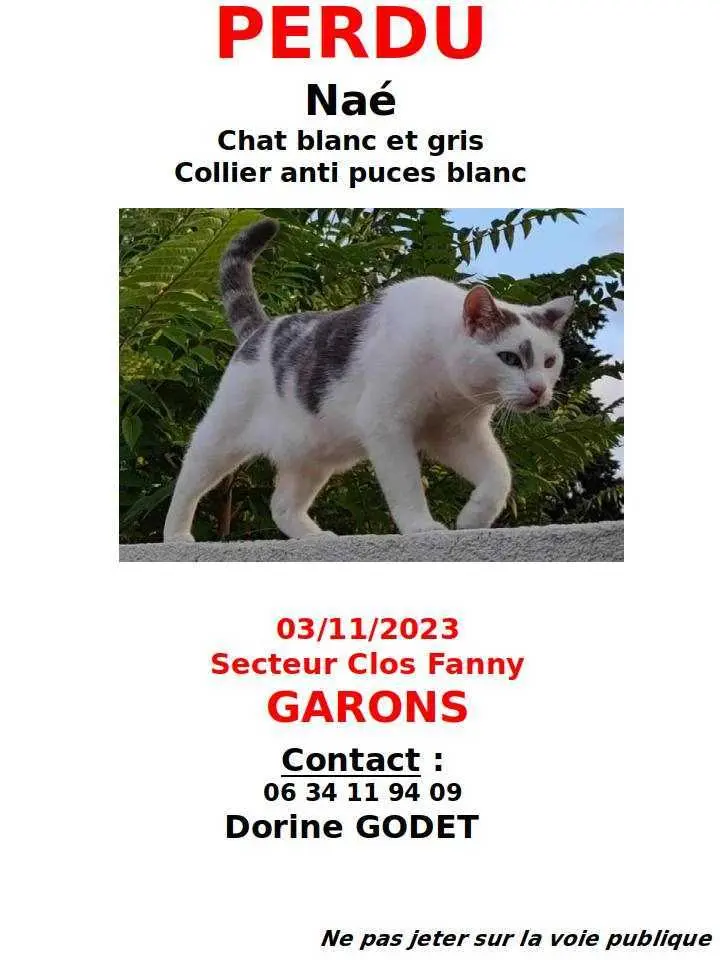 Chat Perdu 30 Gard - Naé Chat Perdu 30 Gard - Naé