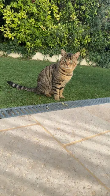 chat lost   30980 Saint-Dionisy Nougat