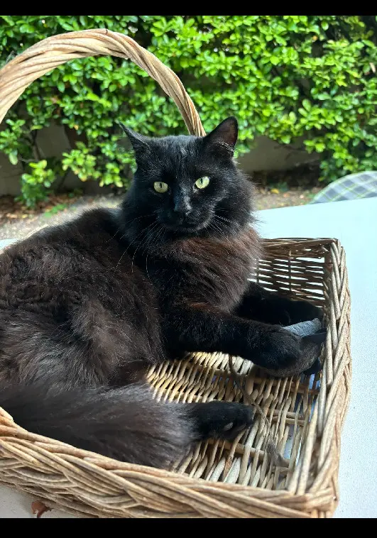 Chat Perdu 30 Gard Nîmes Chat Perdu 30 Gard Nîmes