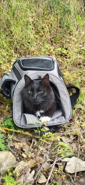 chat lost    Nîmes Azur