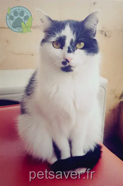 chat lost    Nîmes Cachou