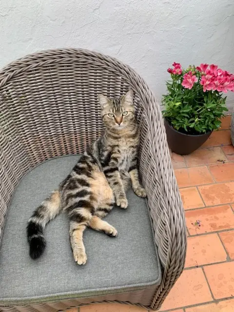 chat lost    Nîmes Cesar