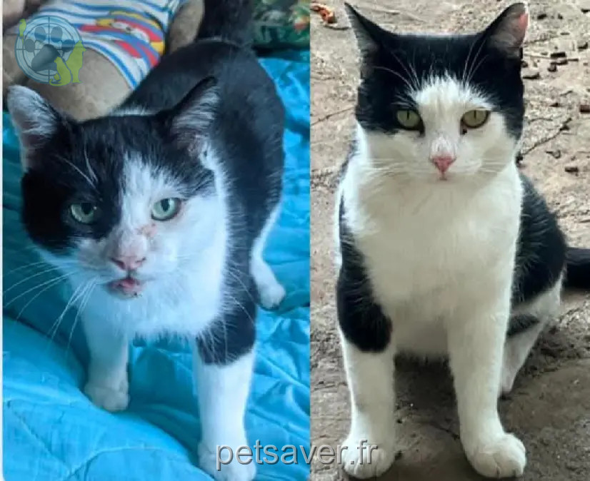 chat perdu 67 Rue d'Alger 30011 Nîmes Chocolat chat lost 67 Rue d'Alger 30011 Nîmes Chocolat