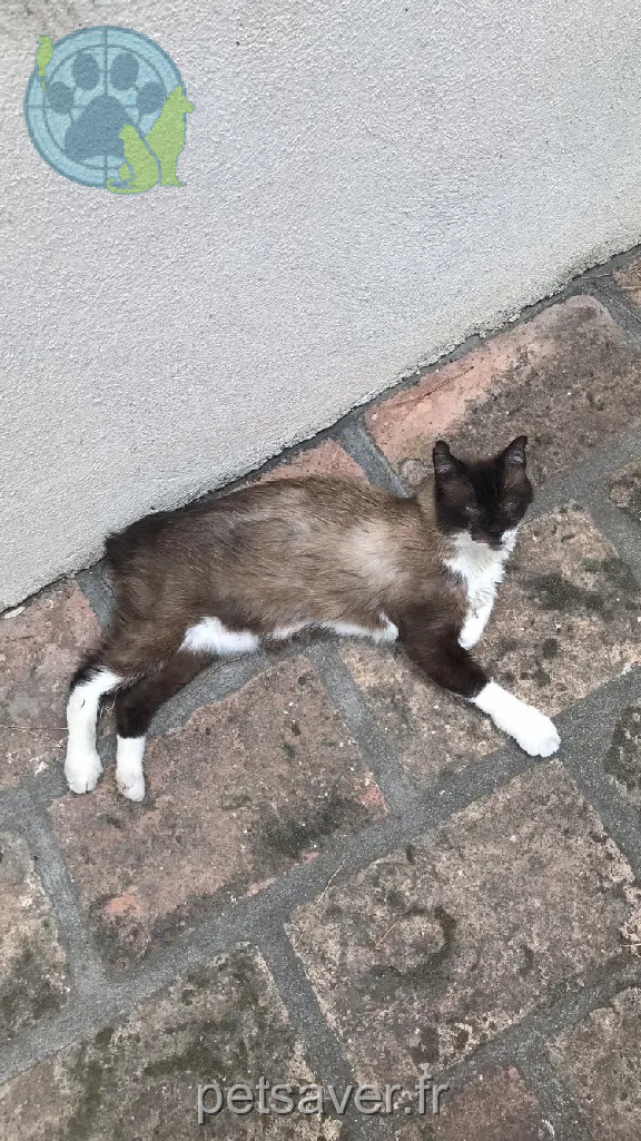 Chat Perdu 30 Gard Nîmes - Coco Chat Perdu 30 Gard Nîmes - Coco