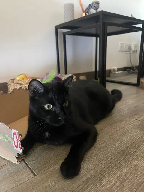 chat lost    Nîmes Cooper