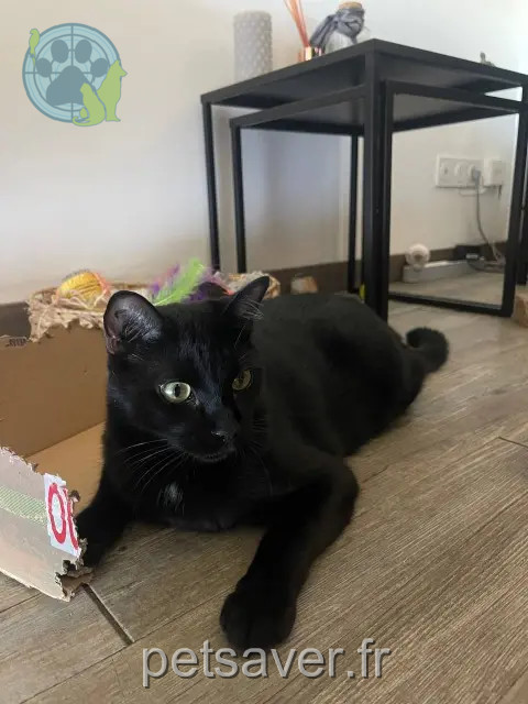 gatto perso Nîmes Cooper gatto lost Nîmes Cooper