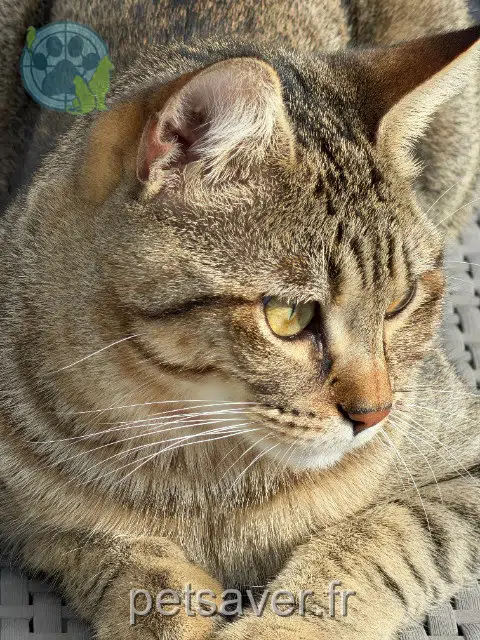 chat lost Nîmes Felix