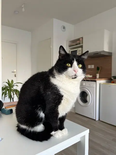 chat lost    Nîmes Félix