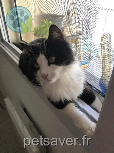 Chat Perdu 30 Gard Nîmes Chat Perdu 30 Gard Nîmes