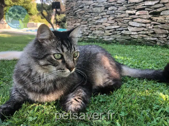 chat lost Nîmes Griffon