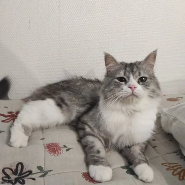 kater vermist Nîmes Hachi kater lost Nîmes Hachi