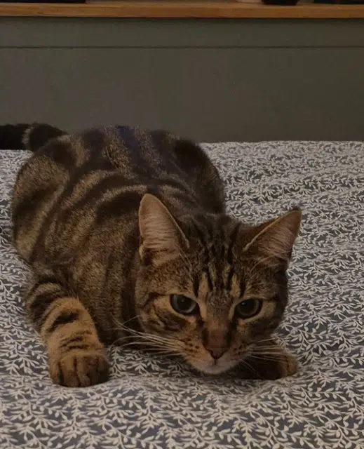 chat lost    Nîmes Helios