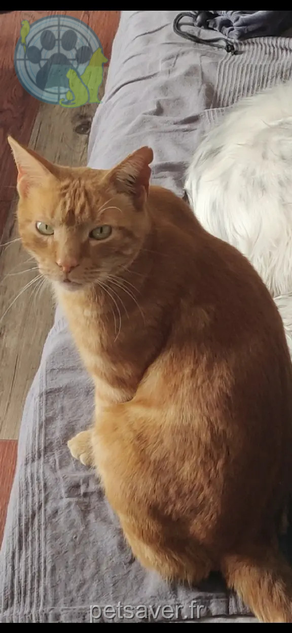 Chat Perdu 30 Gard Nîmes - Kheops Chat Perdu 30 Gard Nîmes - Kheops