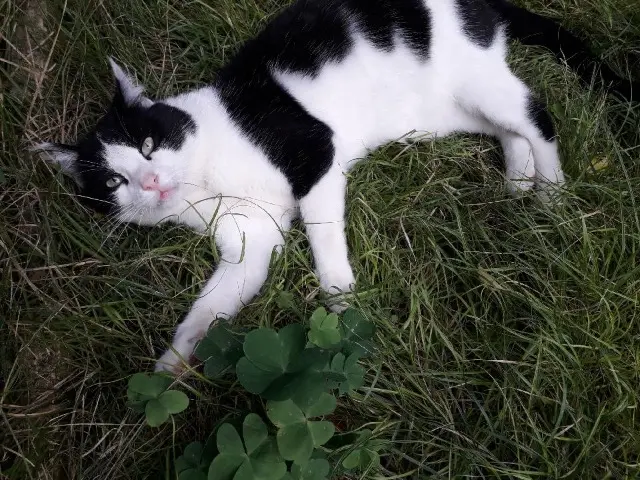 chat lost    Nîmes Kilou