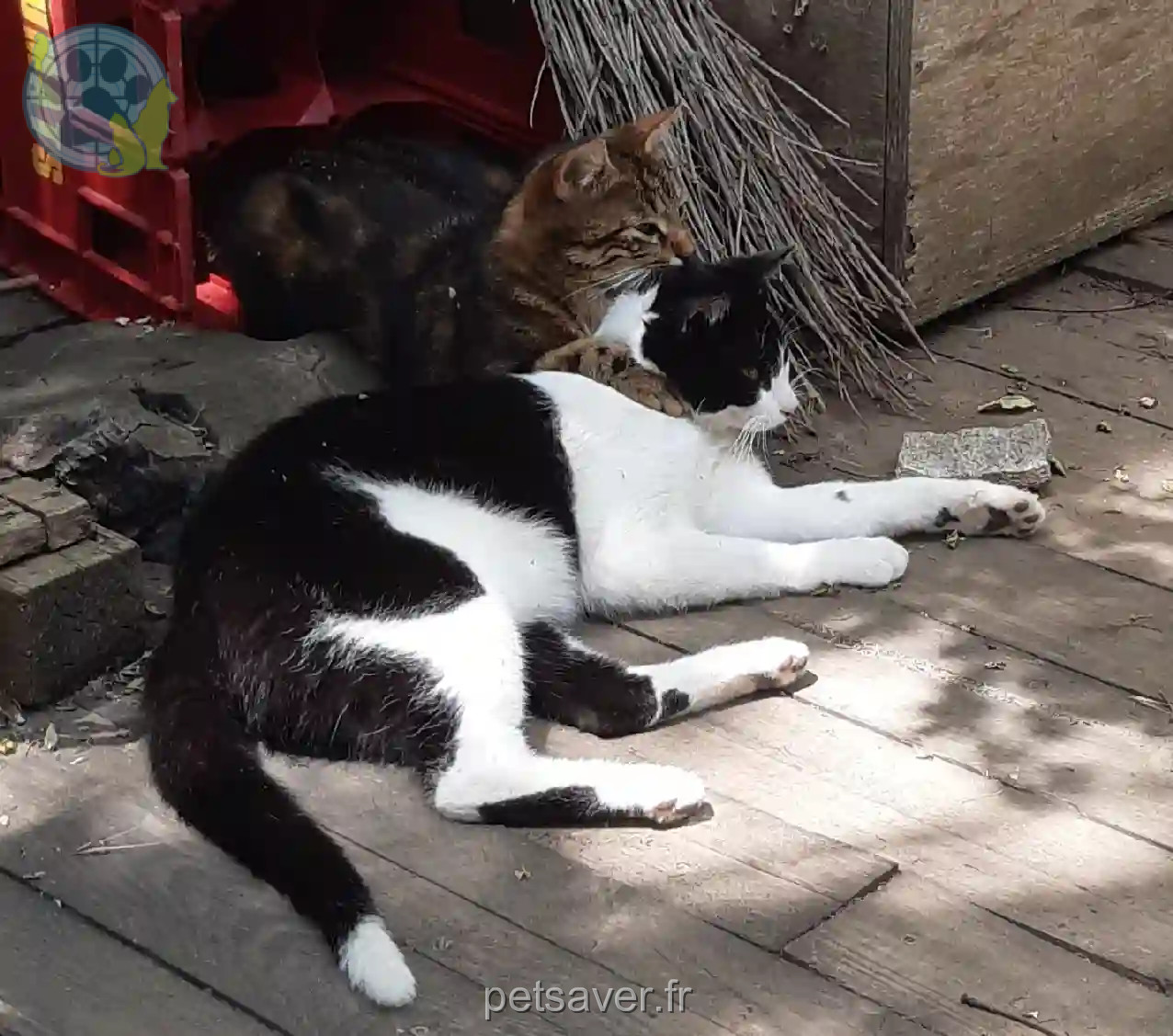 Chat Perdu 30 Gard Nîmes - Kyoto Chat Perdu 30 Gard Nîmes - Kyoto