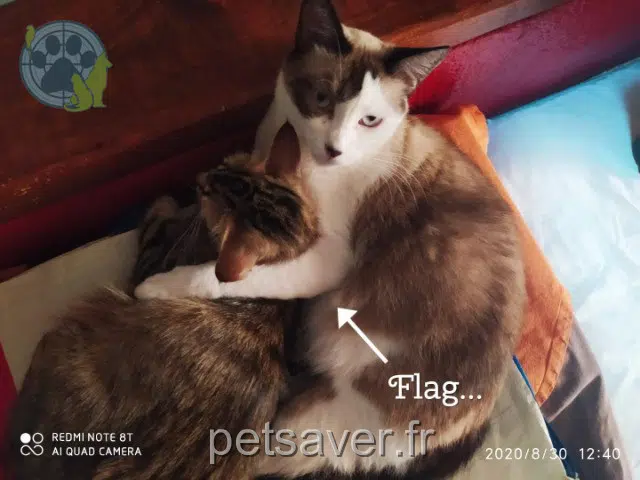 gatto perso Nîmes Lardon gatto lost Nîmes Lardon