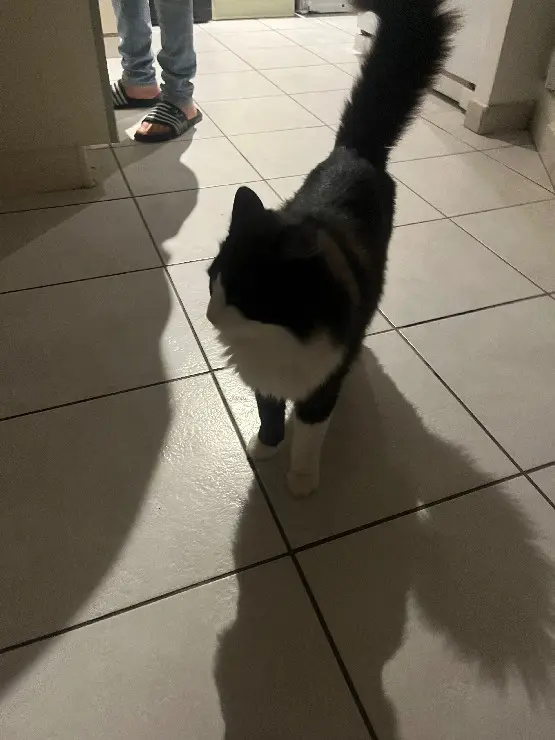 Chat Perdu 30 Gard Nîmes - Le-chat Chat Perdu 30 Gard Nîmes - Le-chat