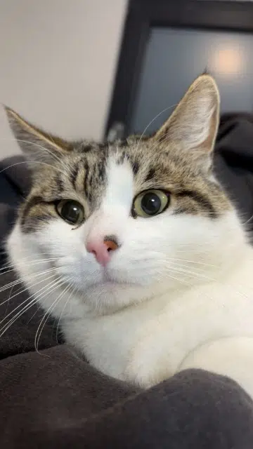 chat lost    Nîmes Leboss