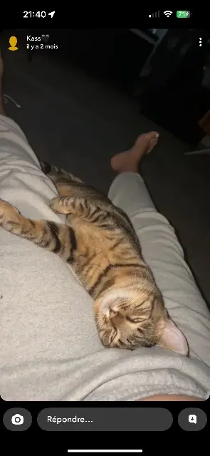 chat lost    Nîmes Lio