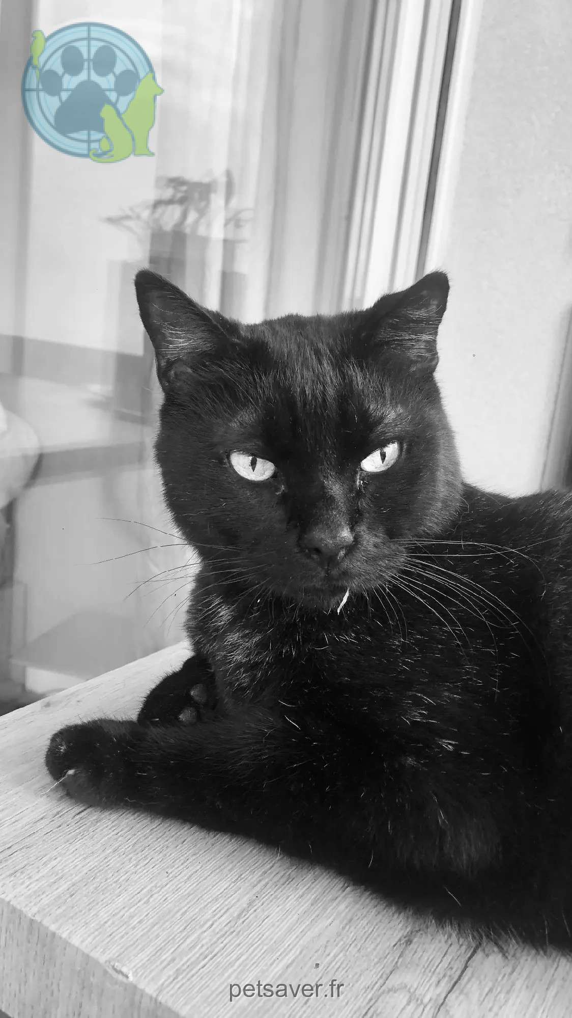 kater vermist 367 Chemin du Pont de la République 30900 Nîmes Mebahel kater lost 367 Chemin du Pont de la République 30900 Nîmes Mebahel