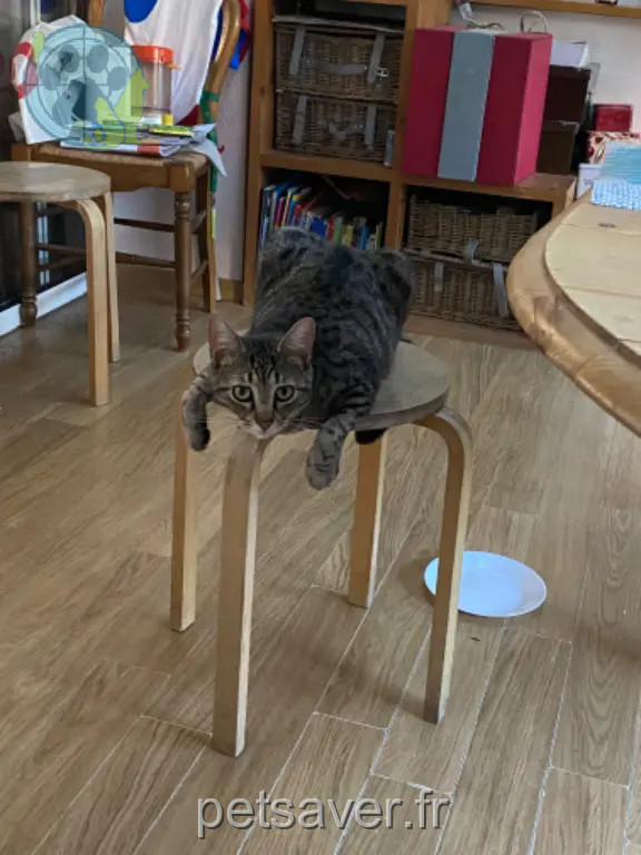 Chat Perdu 30 Gard Nîmes - Milou Chat Perdu 30 Gard Nîmes - Milou