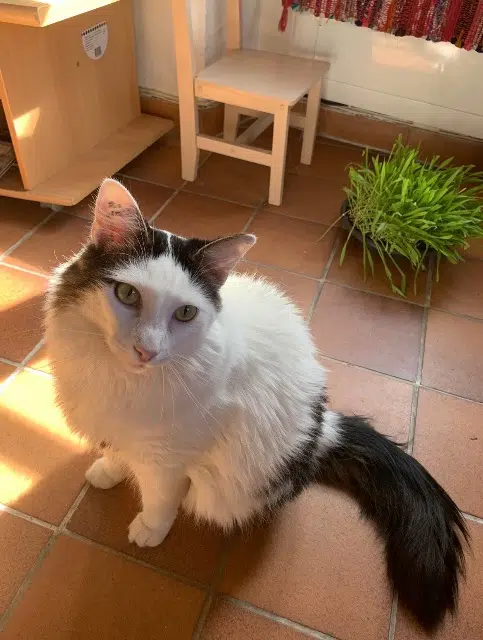 chat lost    Nîmes Plume