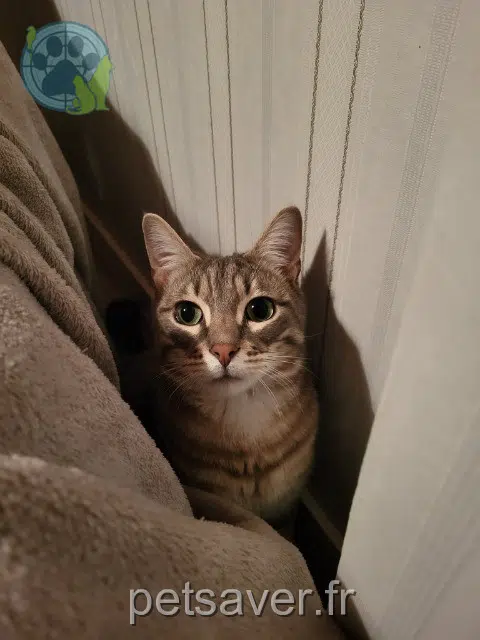Kater lost    Nîmes Pschitou