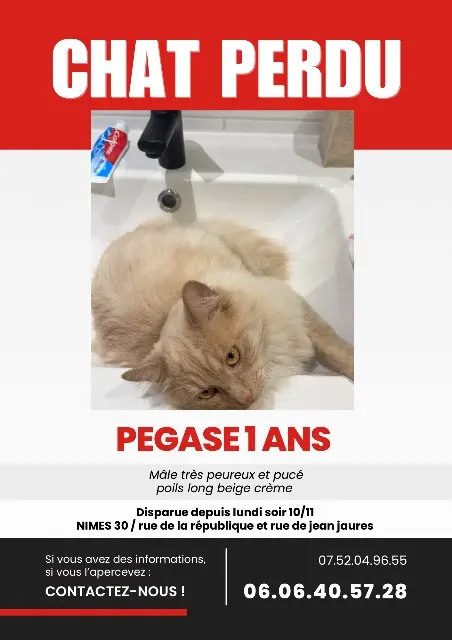 chat lost    Nîmes Pégase