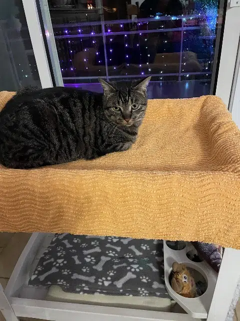 chat lost    Nîmes Smoky