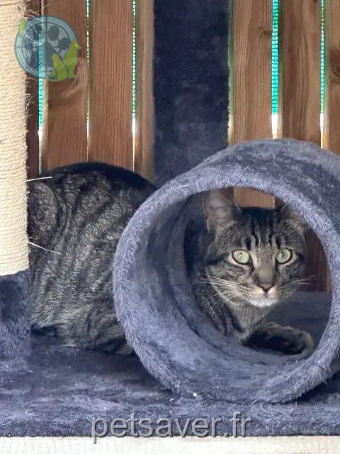 kater vermist Nîmes Sneakers kater lost Nîmes Sneakers