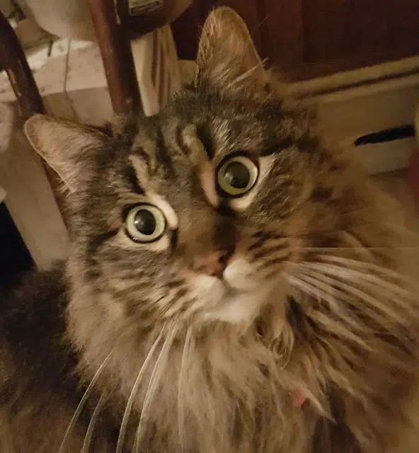 chat lost    Nîmes Stich