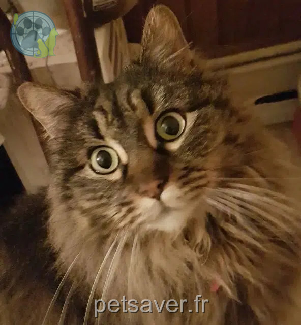 Kater vermisst Nîmes Stich Kater lost Nîmes Stich