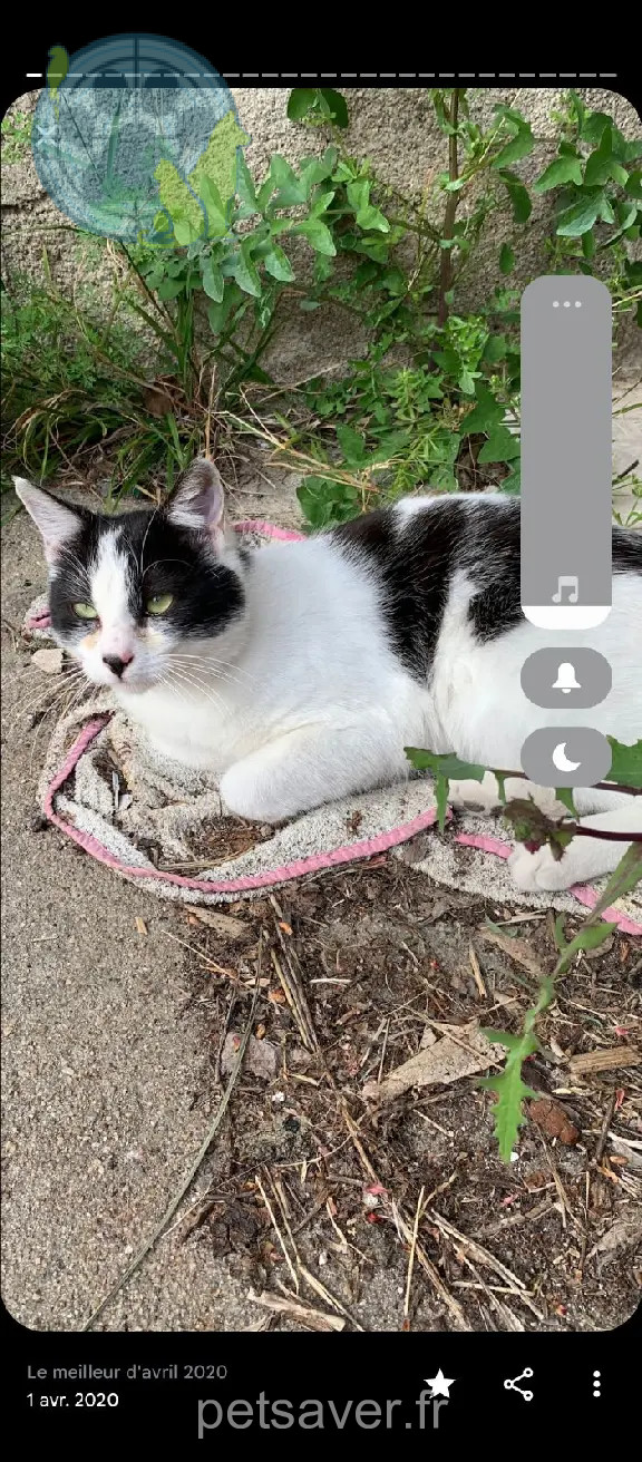 Chat Perdu 30 Gard Nîmes - Théo Chat Perdu 30 Gard Nîmes - Théo