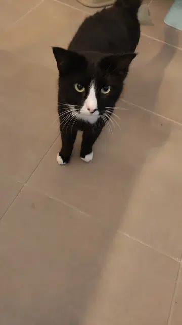 chat lost    Nîmes Timmy