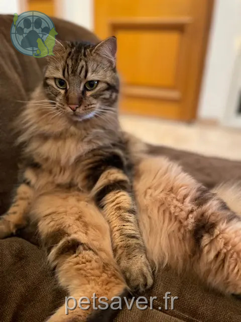 gato perdido Nîmes Uno gato lost Nîmes Uno