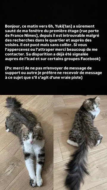 chat lost    Nîmes Yuki
