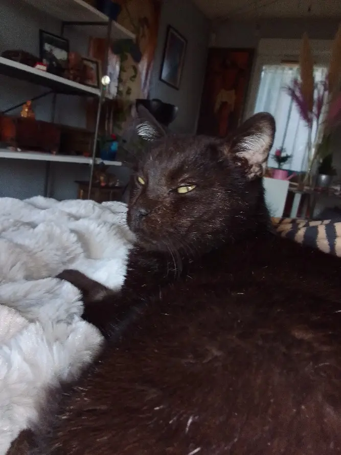 chat perdu 5 Le Planas 30670 Aigues-Vives Obama chat lost 5 Le Planas 30670 Aigues-Vives Obama