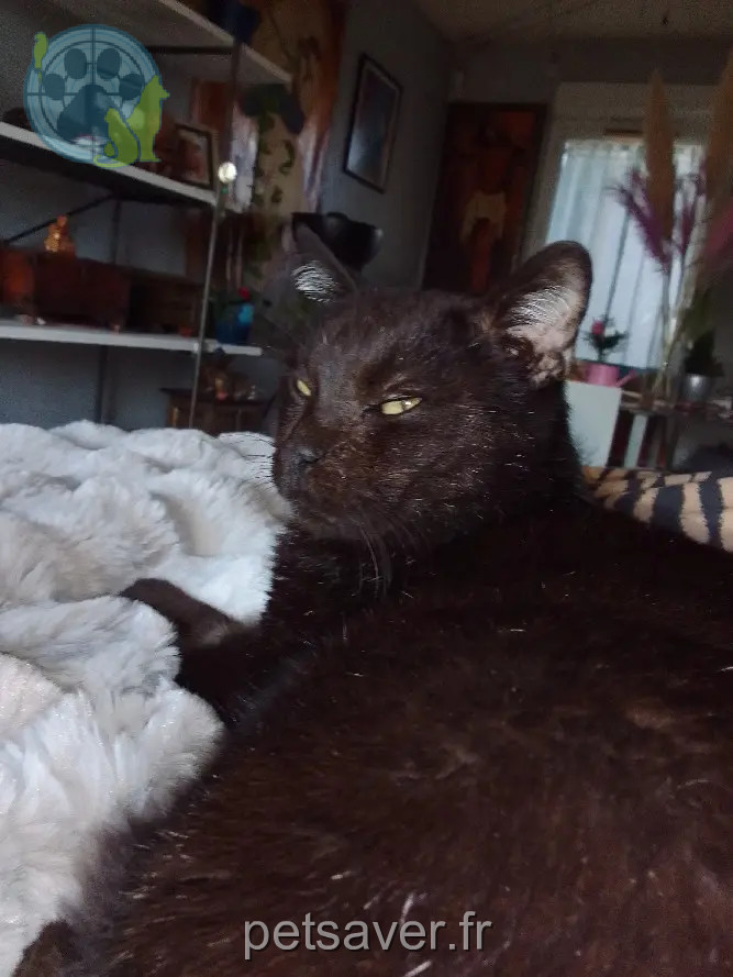 kater vermist 5 Le Planas 30670 Aigues-Vives Obama kater lost 5 Le Planas 30670 Aigues-Vives Obama