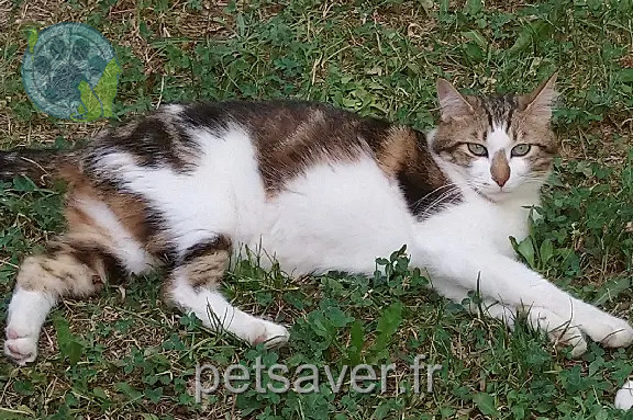 Chat Perdu 30 Gard - Okapi Chat Perdu 30 Gard - Okapi
